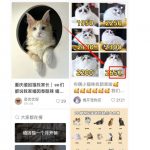 揭秘小猫咪活体小红书打粉项目，高客单价，每单利润 5000+ 认真坚持落地实操 轻松月入过万（篇二）-星火职栈