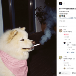 胶片质感梦核图片，爆火小红书，2天2万赞太夸张了吧，三分钟教会你怎么做。轻松赚取商单收益-星火职栈