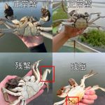 小红书残蟹项目全套细节玩法，复制就能出单的实操复盘 全文1W字-星火职栈